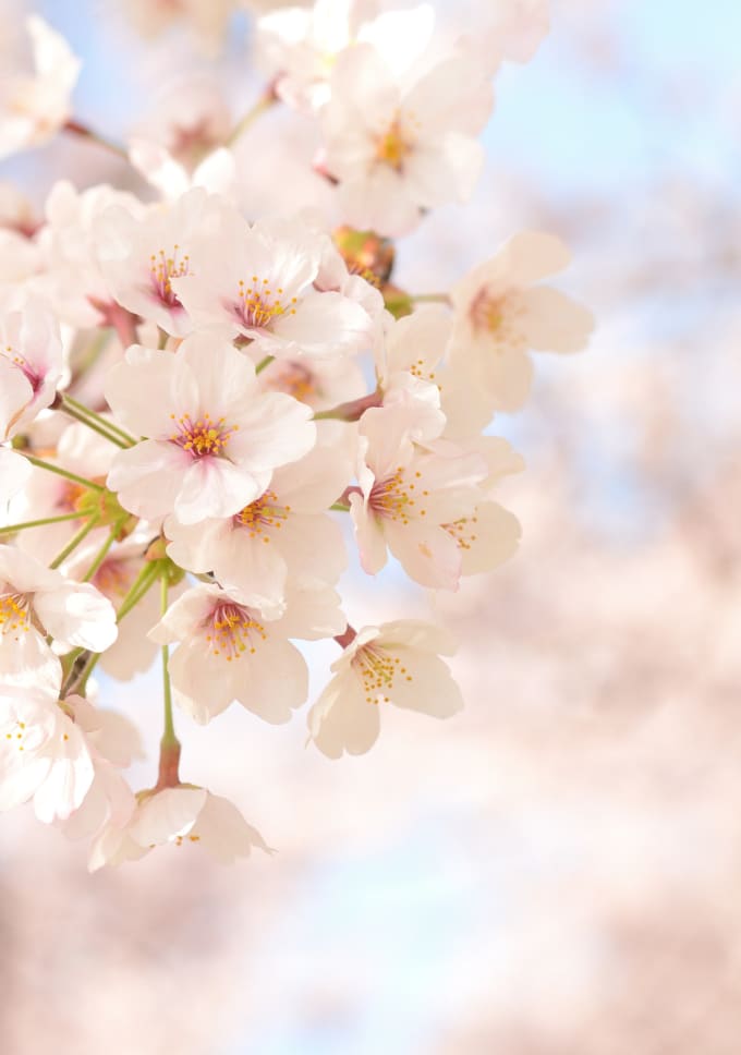 卒業式・入学式の季節を感じる風景の写真